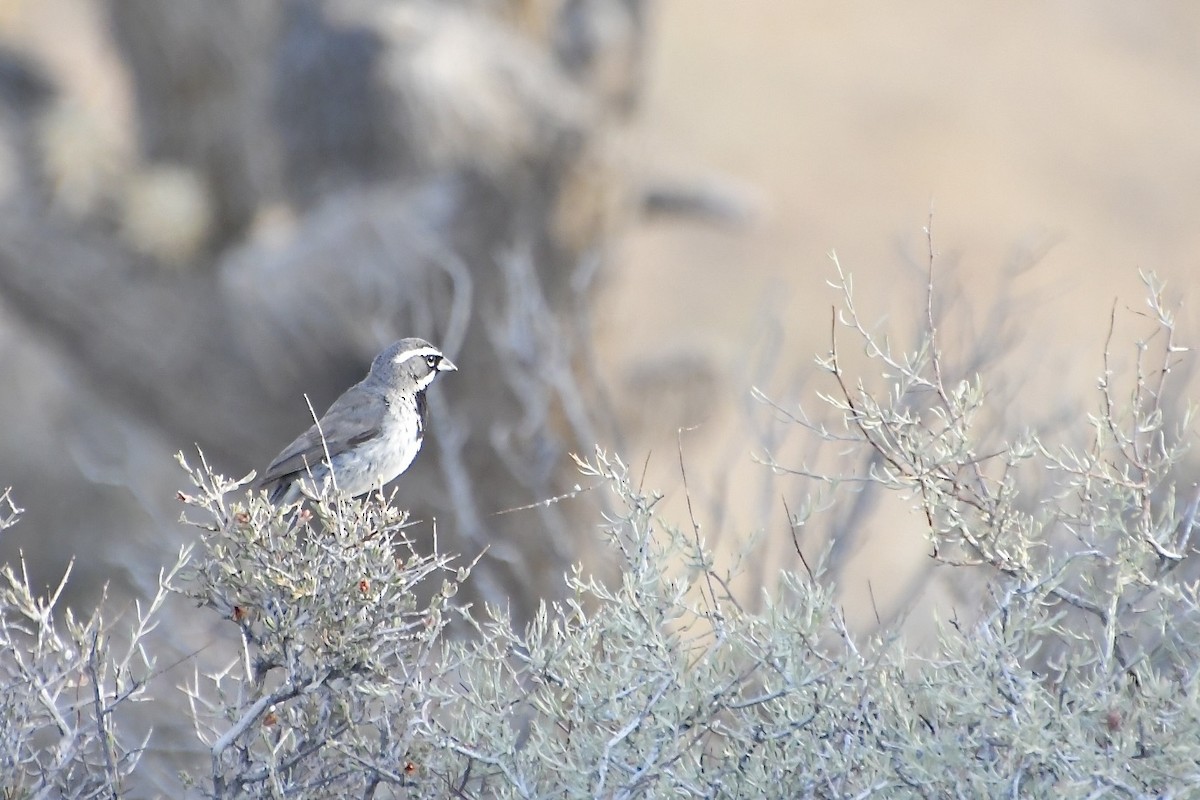 Black-throated Sparrow - ML640345423