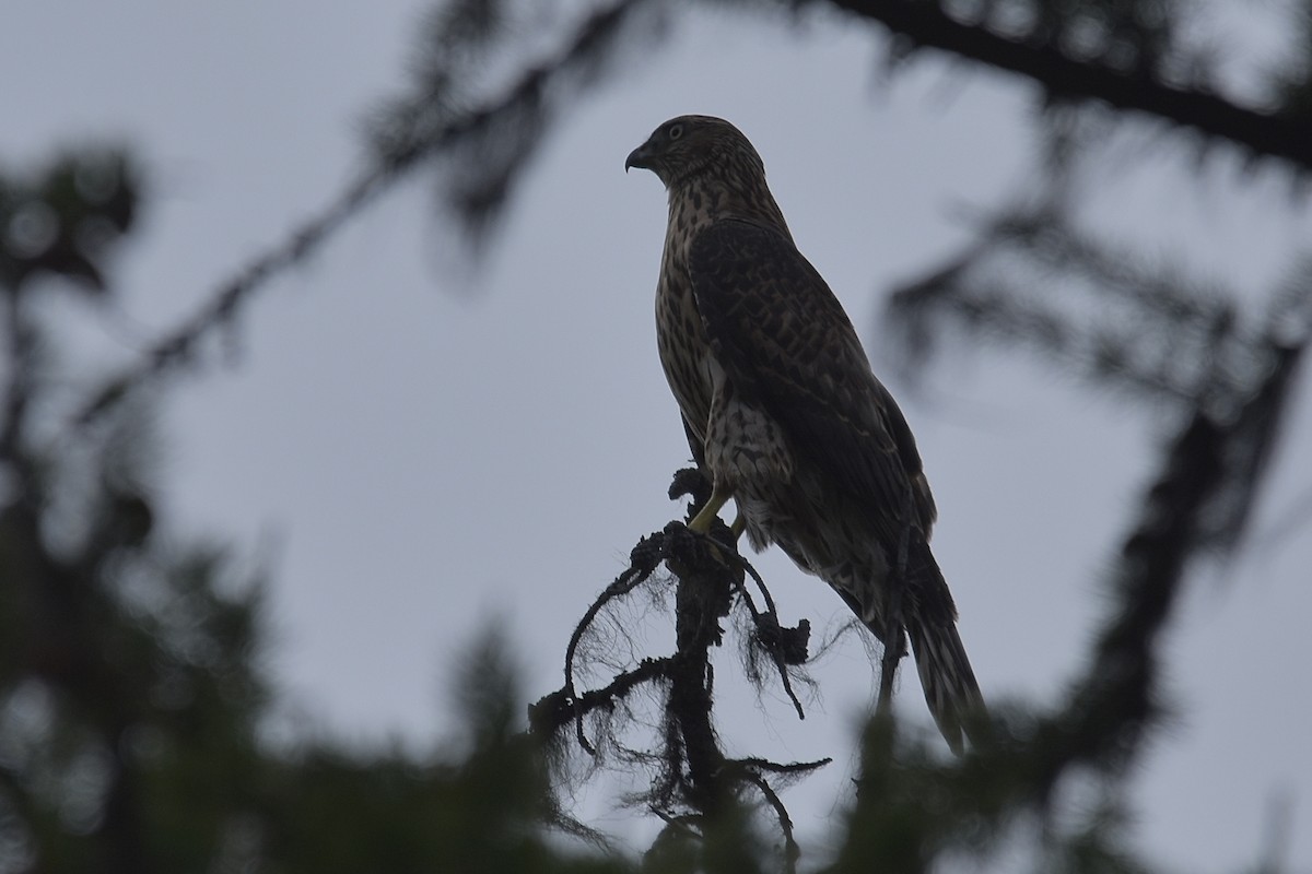 American Goshawk - ML640345503