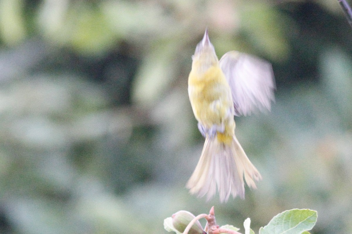 new world oriole sp. - ML640345505