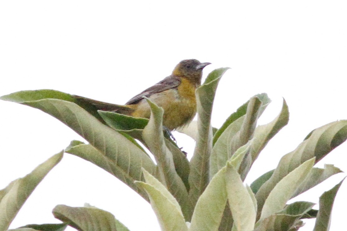 new world oriole sp. - ML640345511