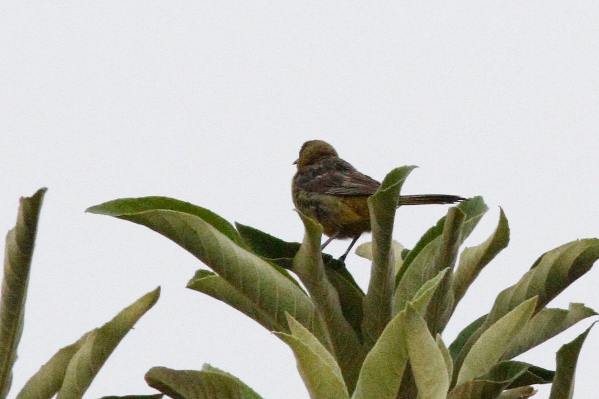 new world oriole sp. - ML640345512