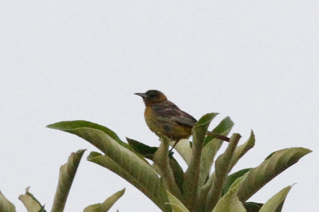 new world oriole sp. - ML640345514
