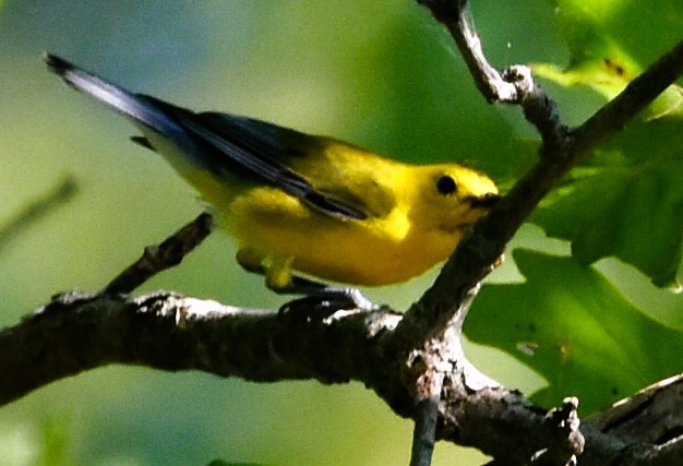 Prothonotary Warbler - ML640345540
