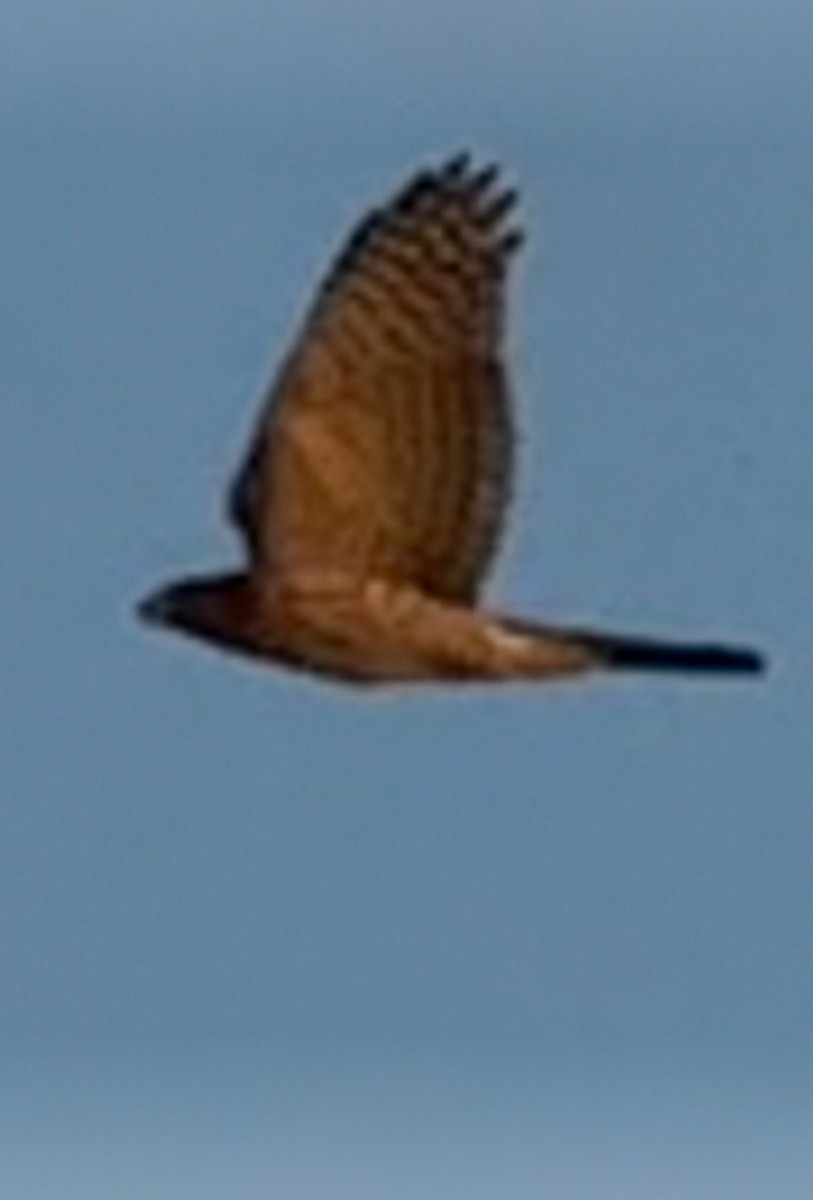 Cooper's Hawk - ML640345586