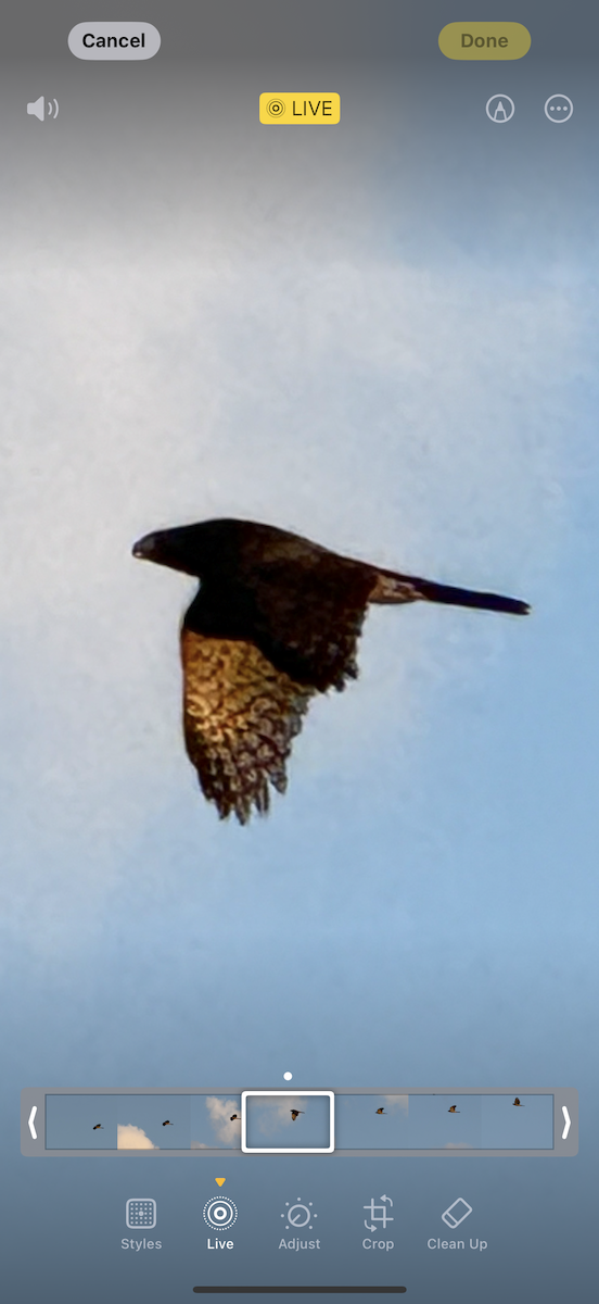 Cooper's Hawk - ML640345588