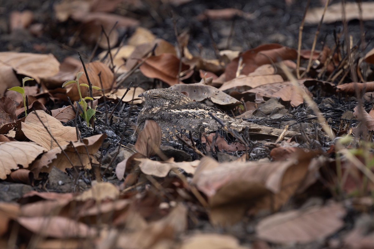 Savanna Nightjar - ML640345600