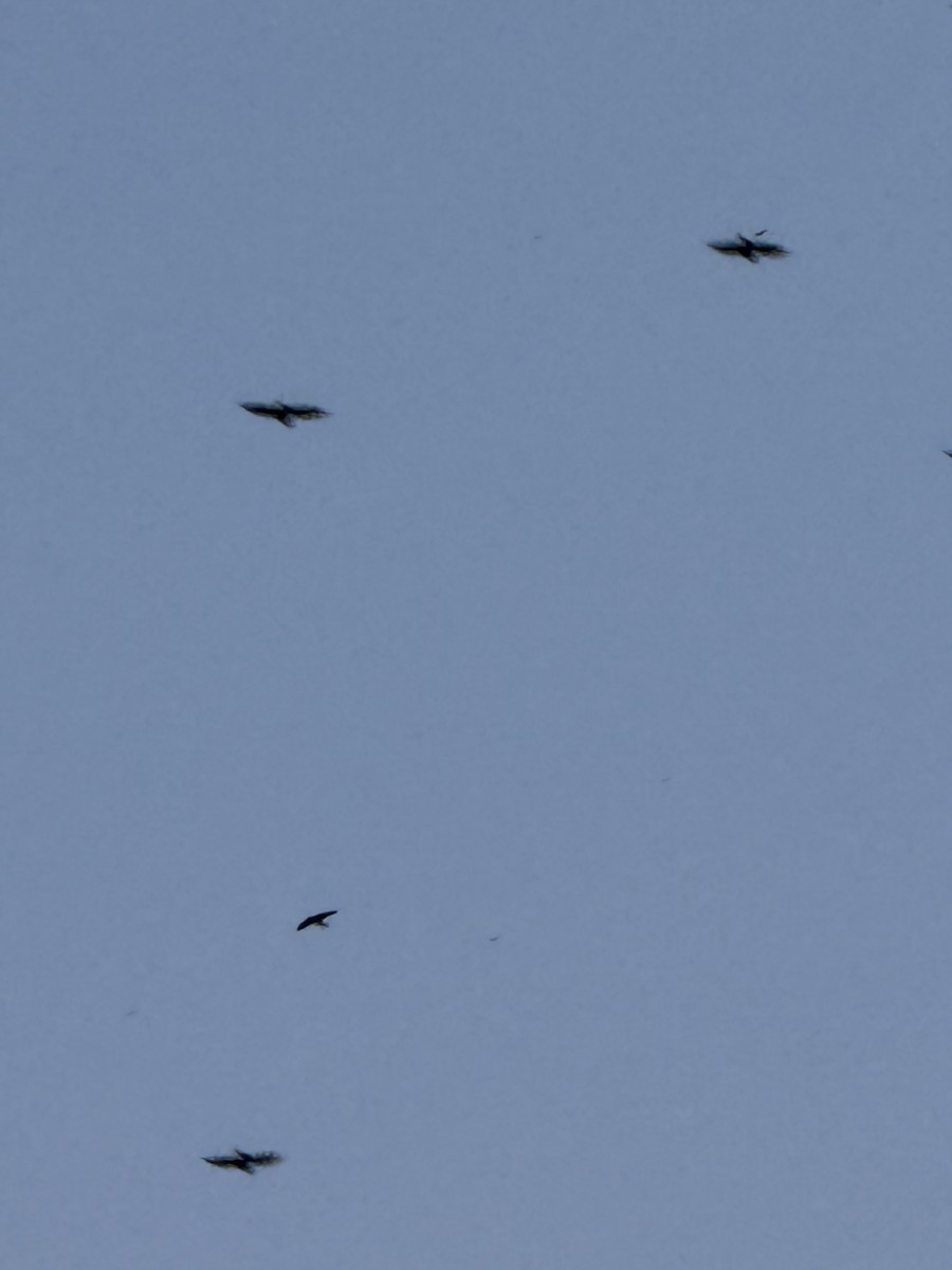 Purple Martin - ML640345604