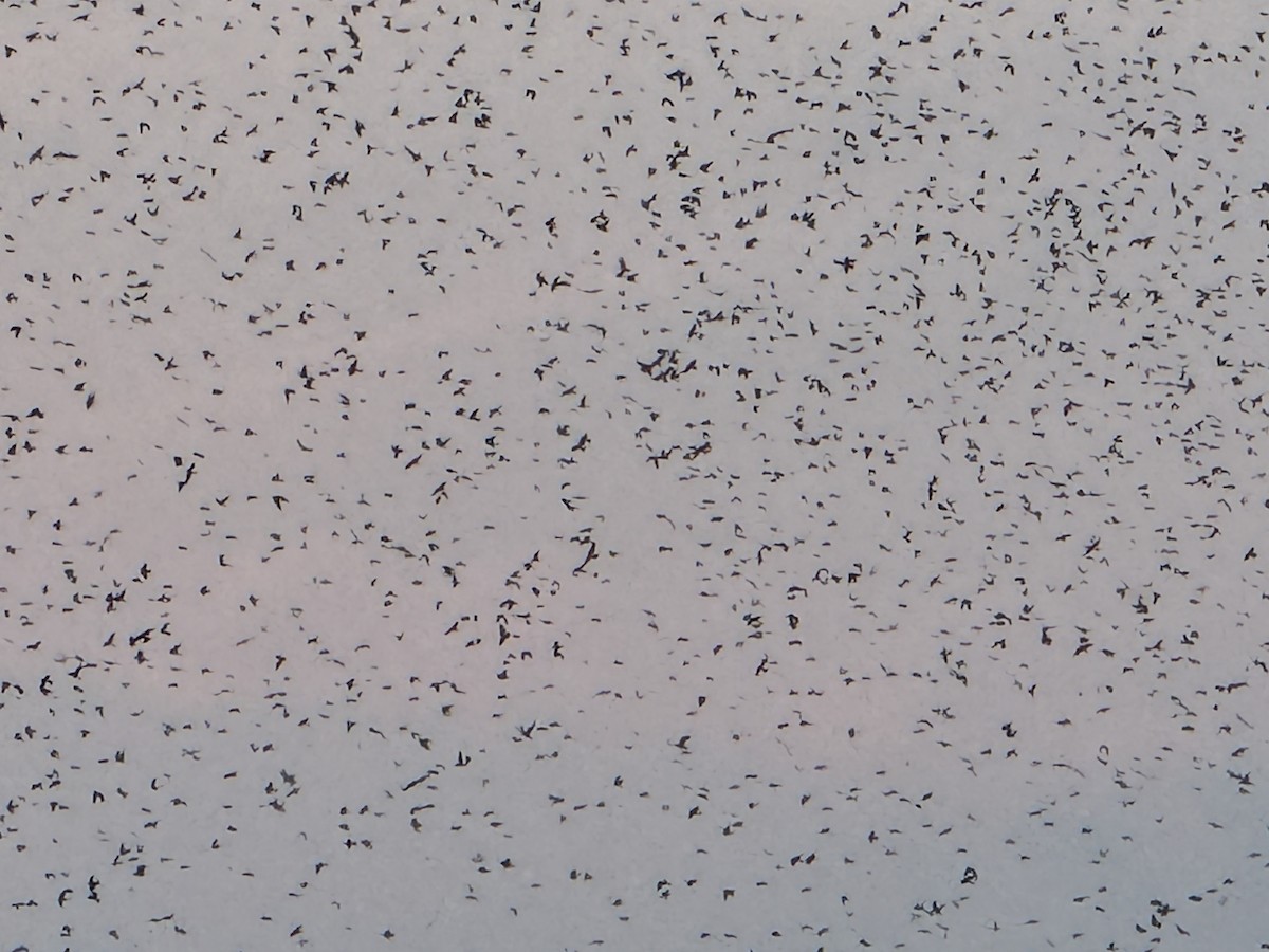 Purple Martin - ML640345605