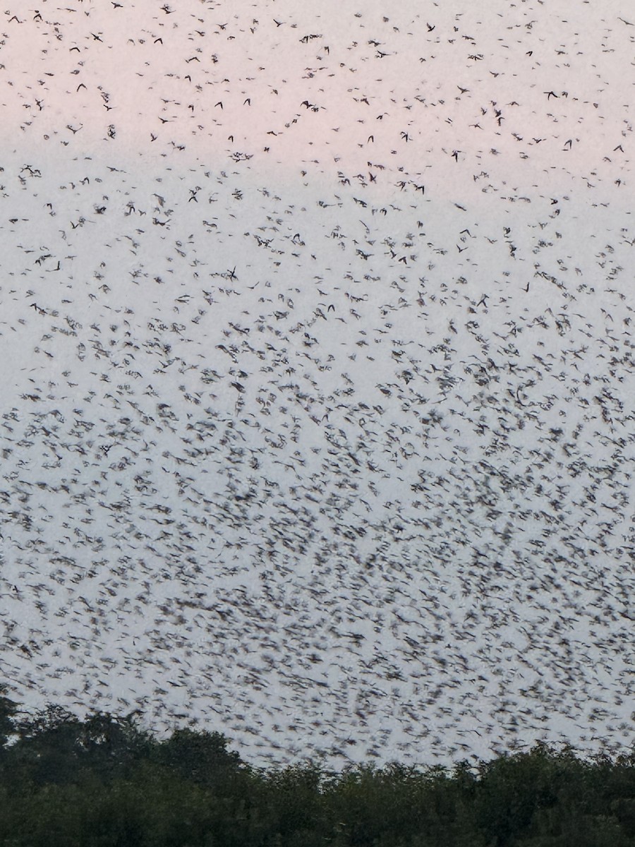 Purple Martin - ML640345606