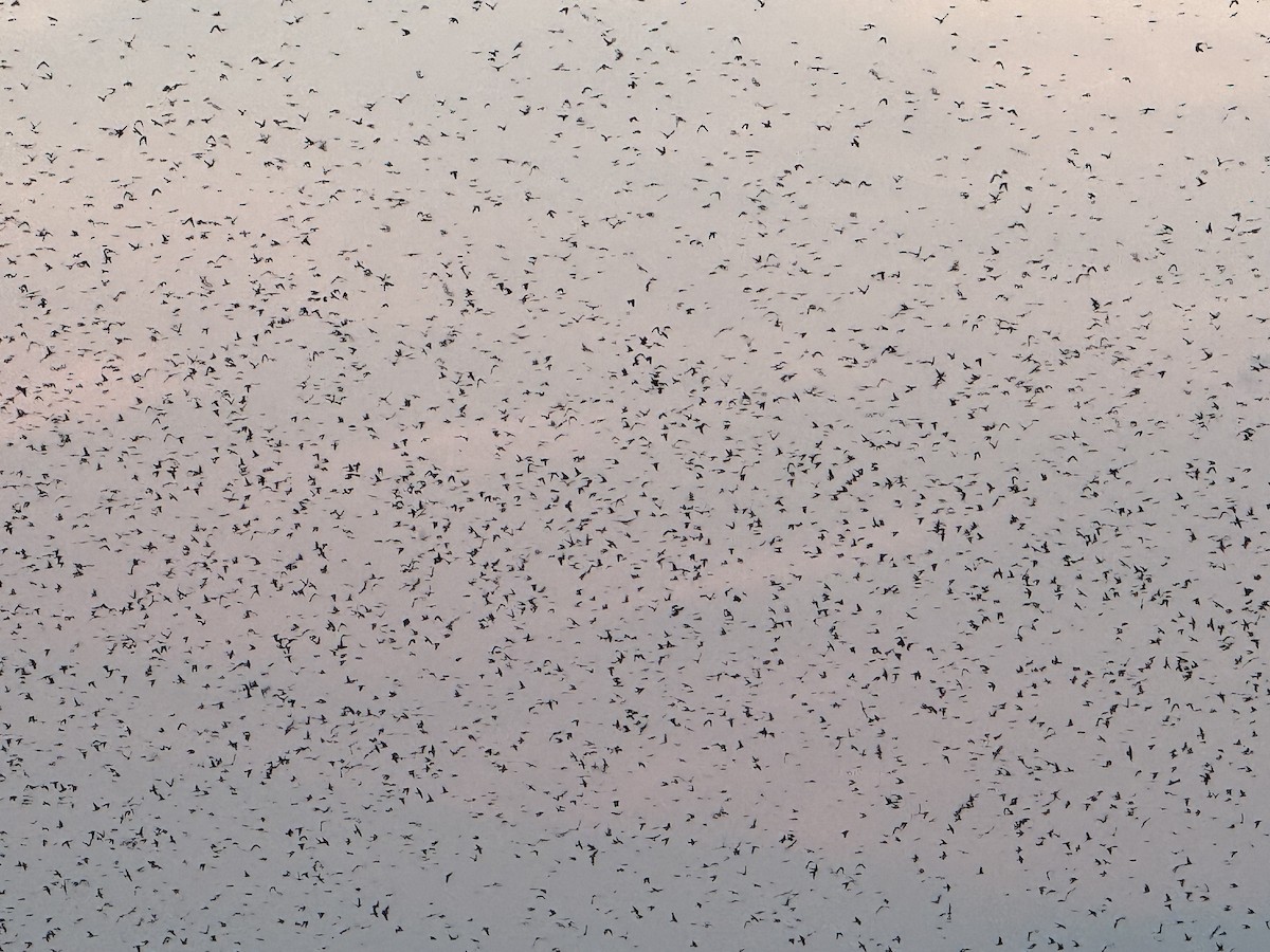Purple Martin - ML640345607