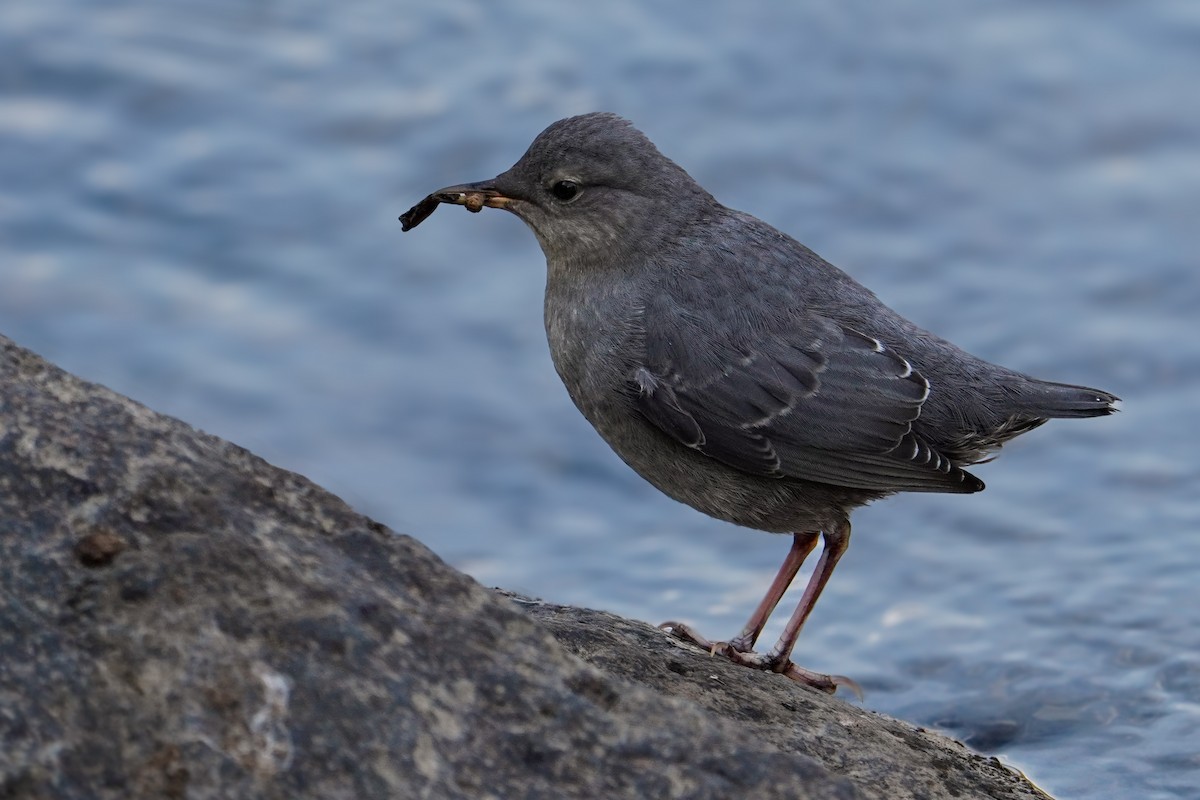 American Dipper - ML640345608