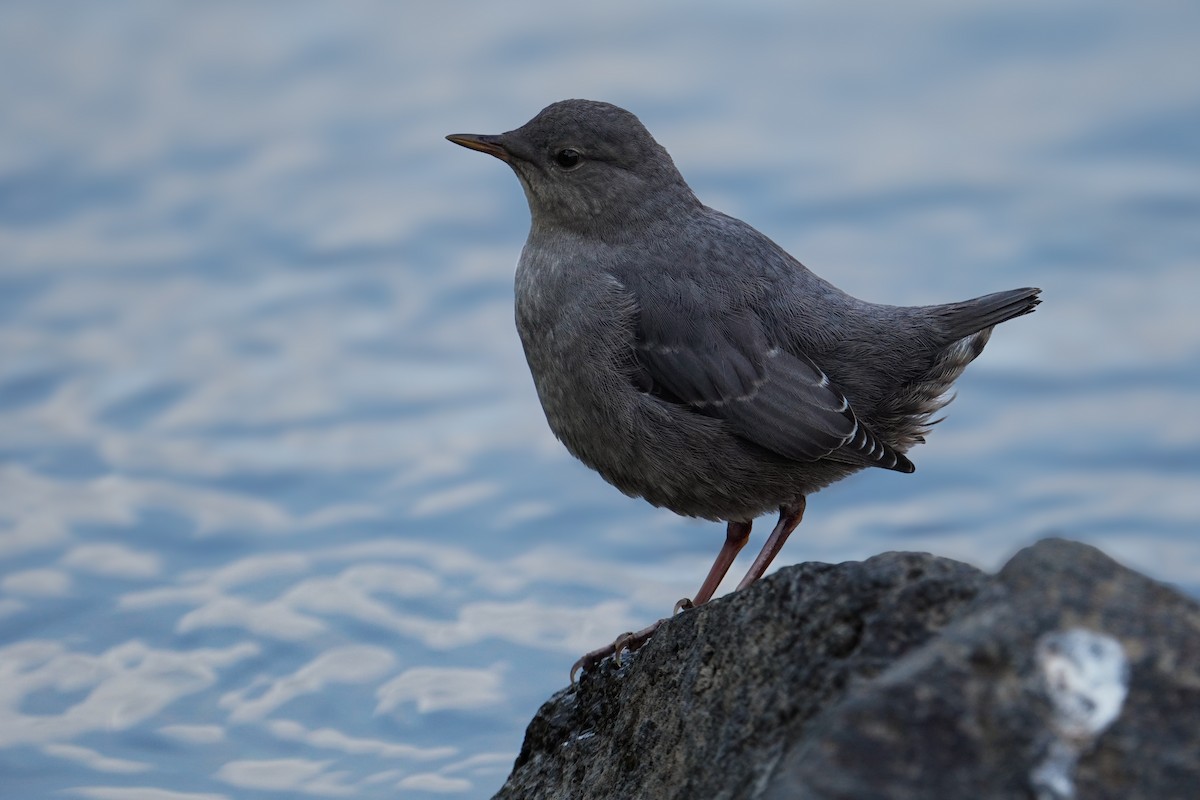 American Dipper - ML640345609