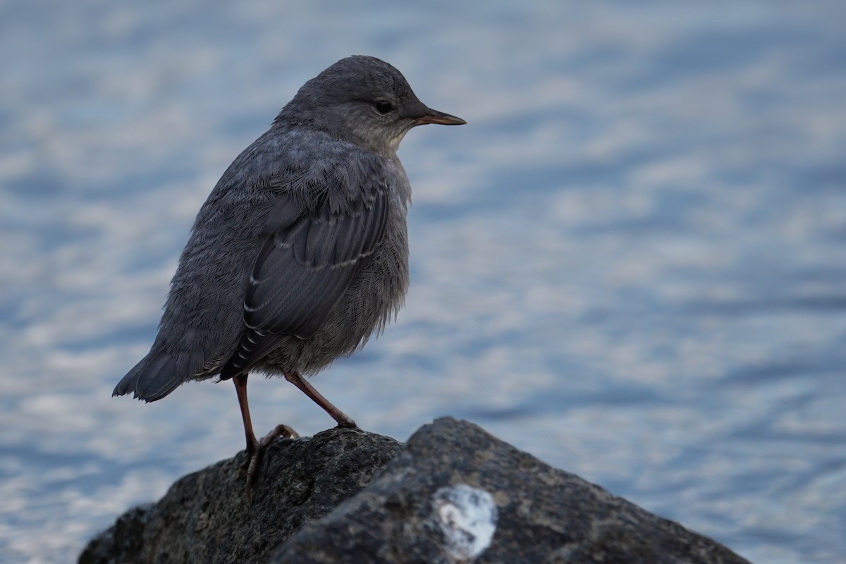 American Dipper - ML640345610