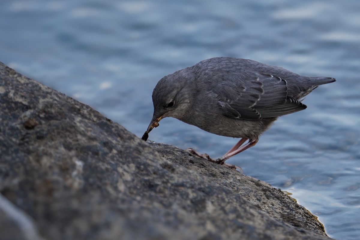 American Dipper - ML640345611