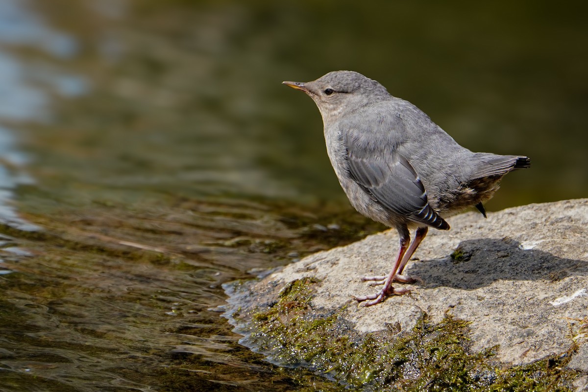 American Dipper - ML640345612