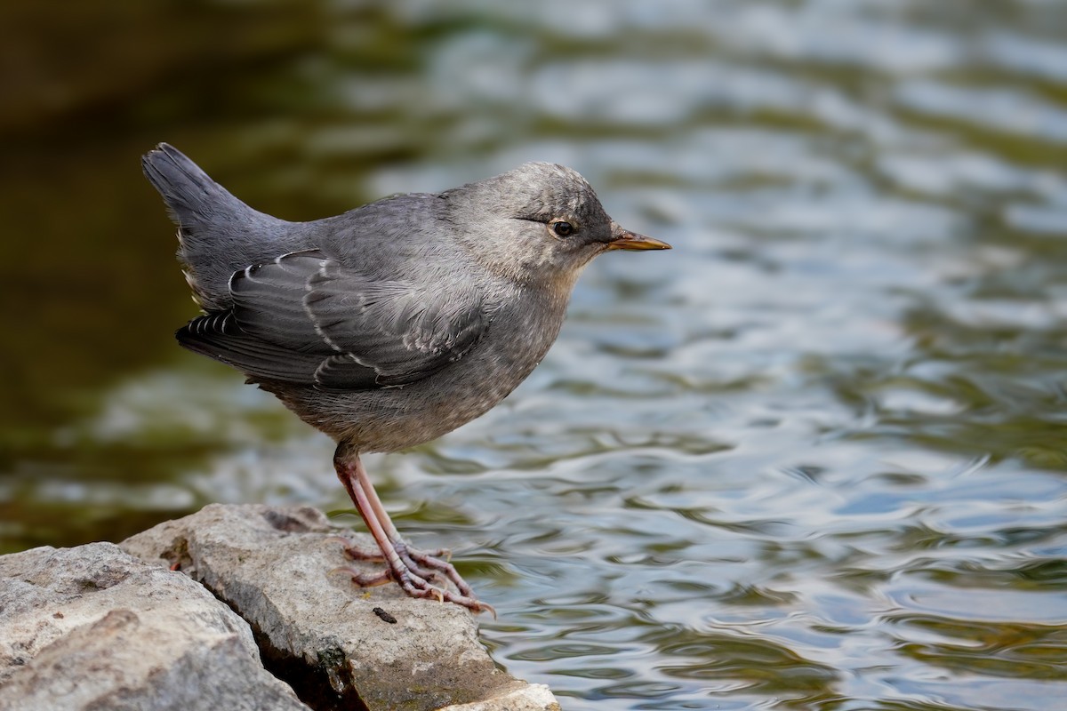 American Dipper - ML640345613
