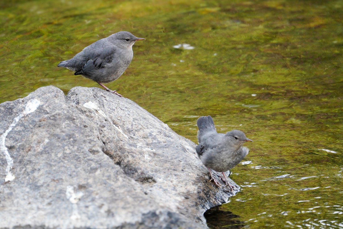 American Dipper - ML640345614