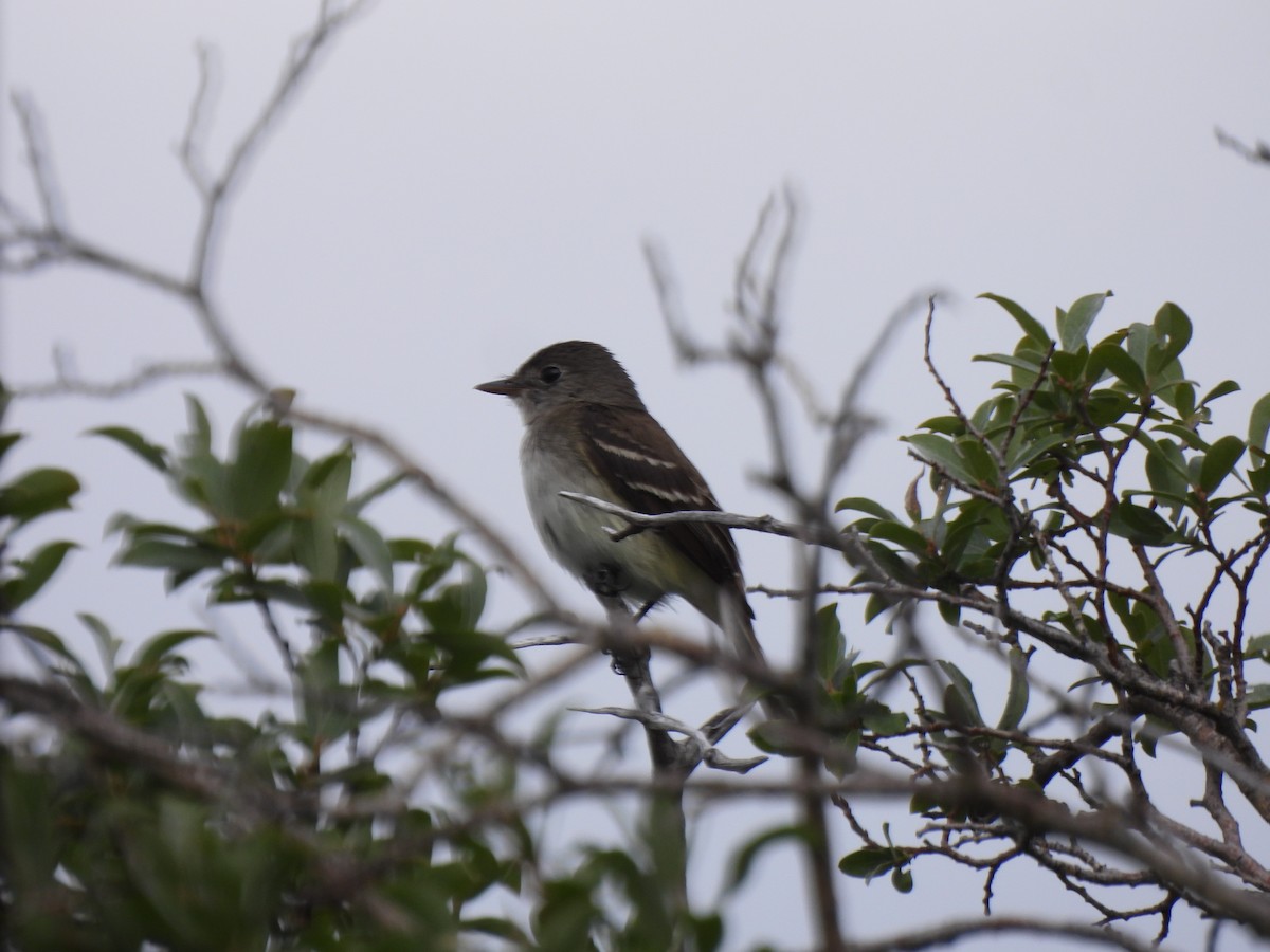 Alder/Willow Flycatcher (Traill's Flycatcher) - ML640345635