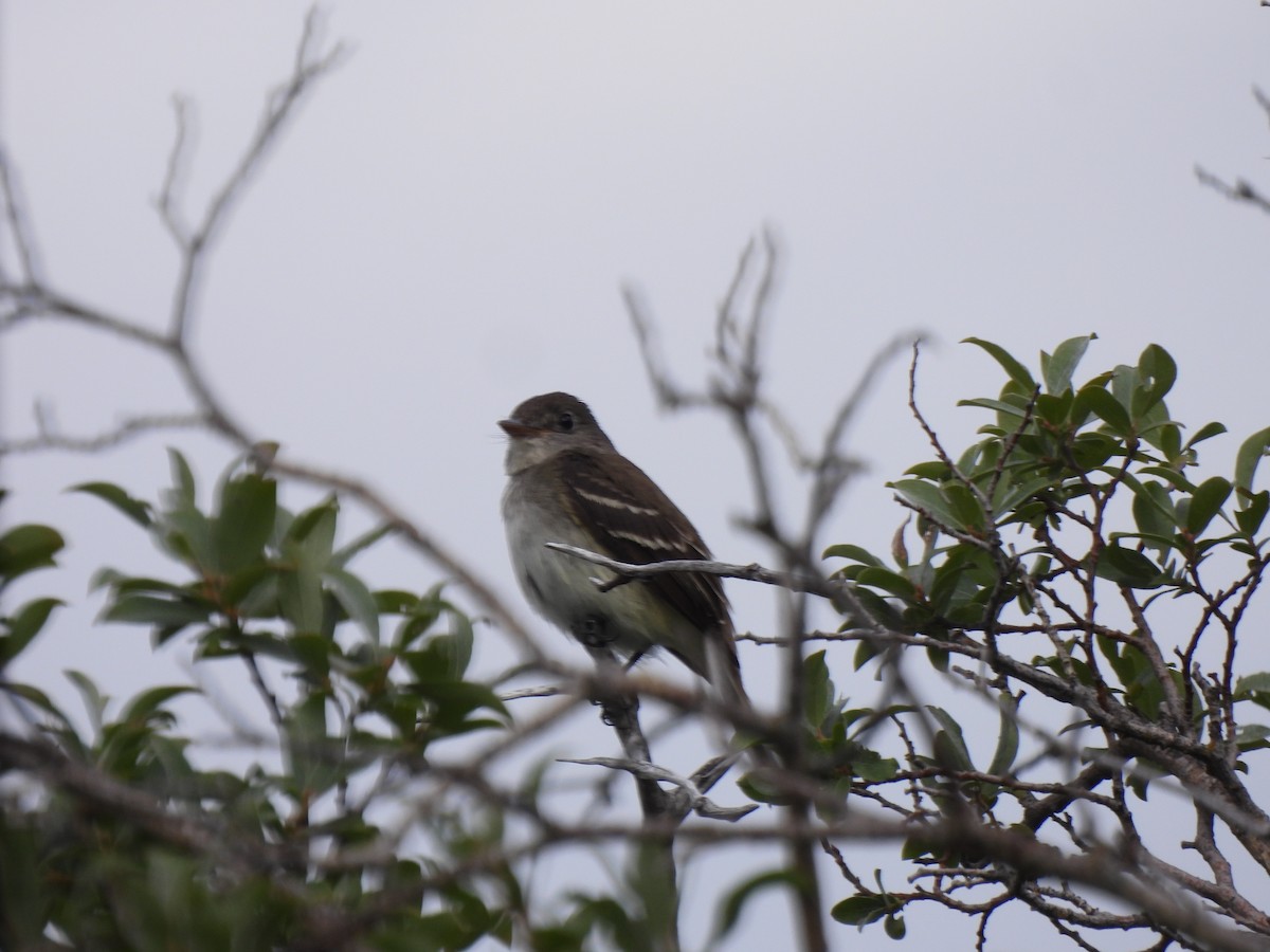 Alder/Willow Flycatcher (Traill's Flycatcher) - ML640345636