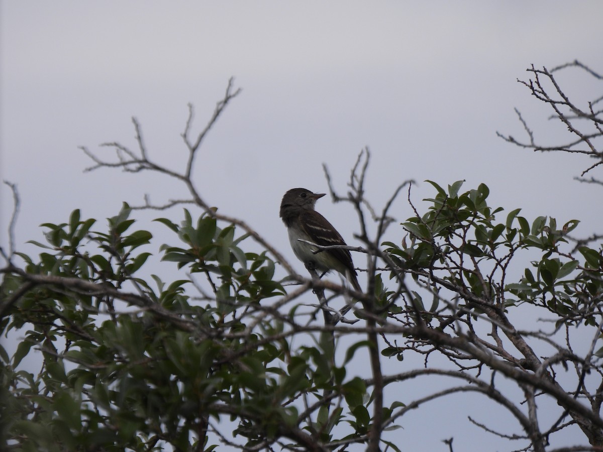 Alder/Willow Flycatcher (Traill's Flycatcher) - ML640345637