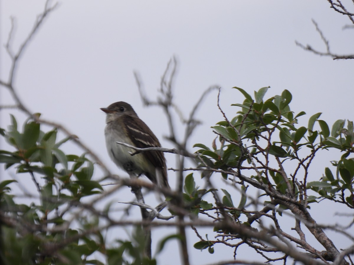 Alder/Willow Flycatcher (Traill's Flycatcher) - ML640345638