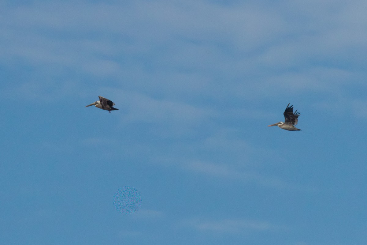 Brown Pelican (Atlantic) - ML640345647