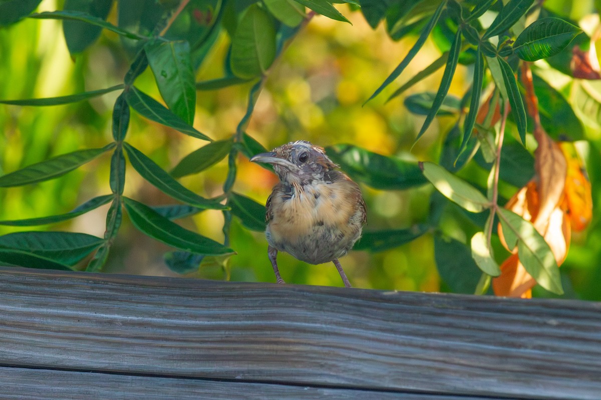 Carolina Wren - ML640345668
