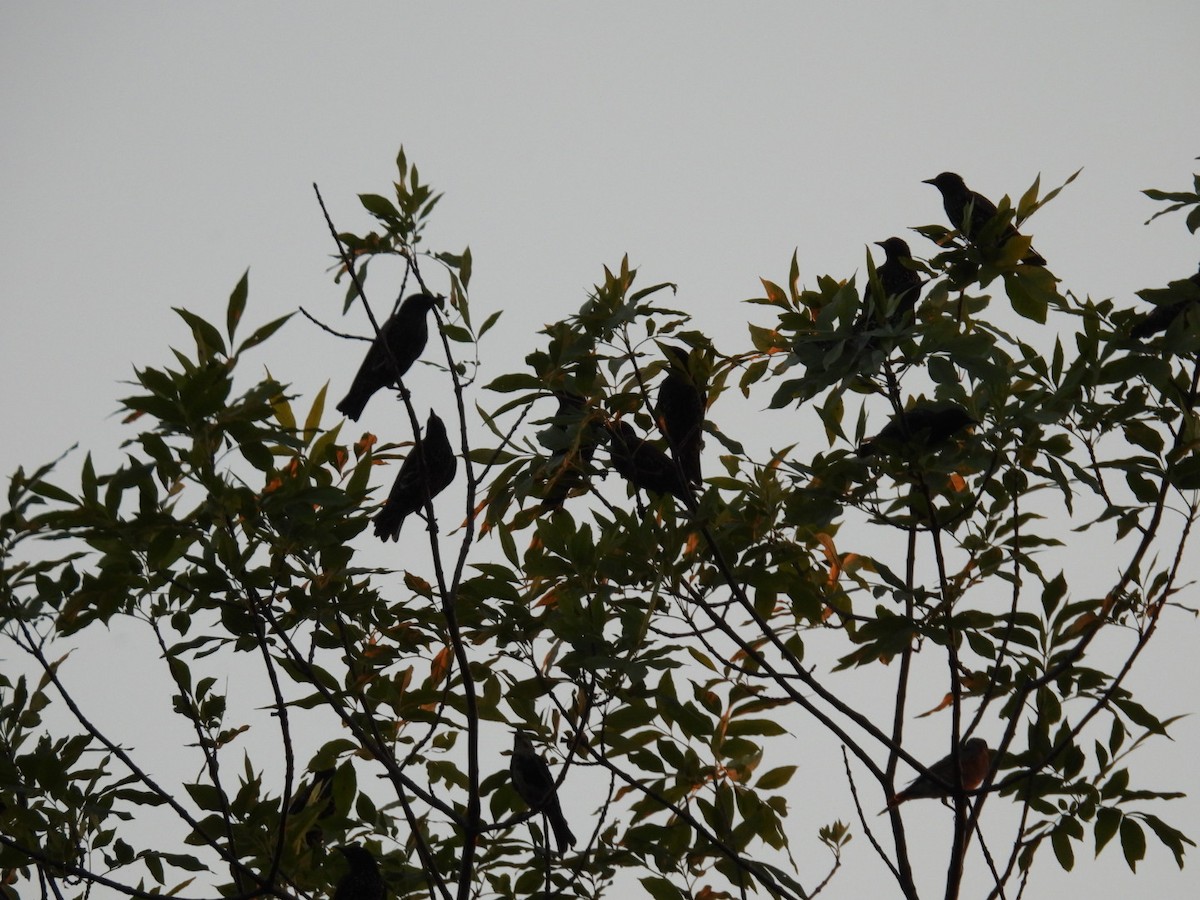 Storno - ML640345669