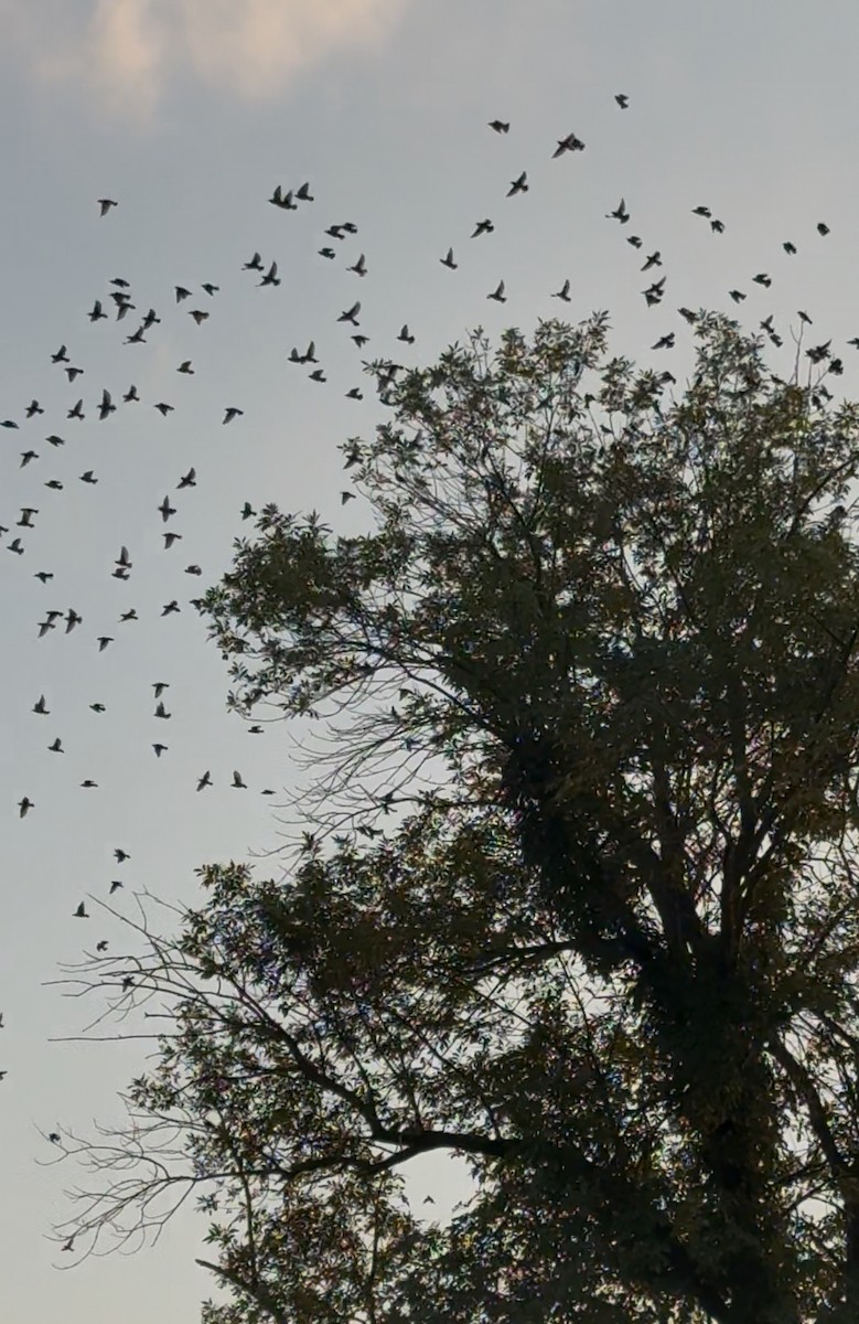 Storno - ML640345670