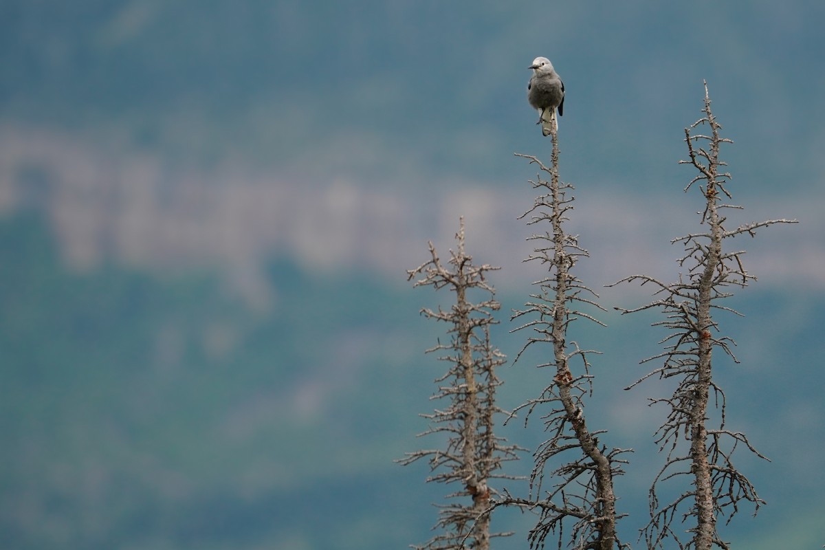 Clark's Nutcracker - ML640345677