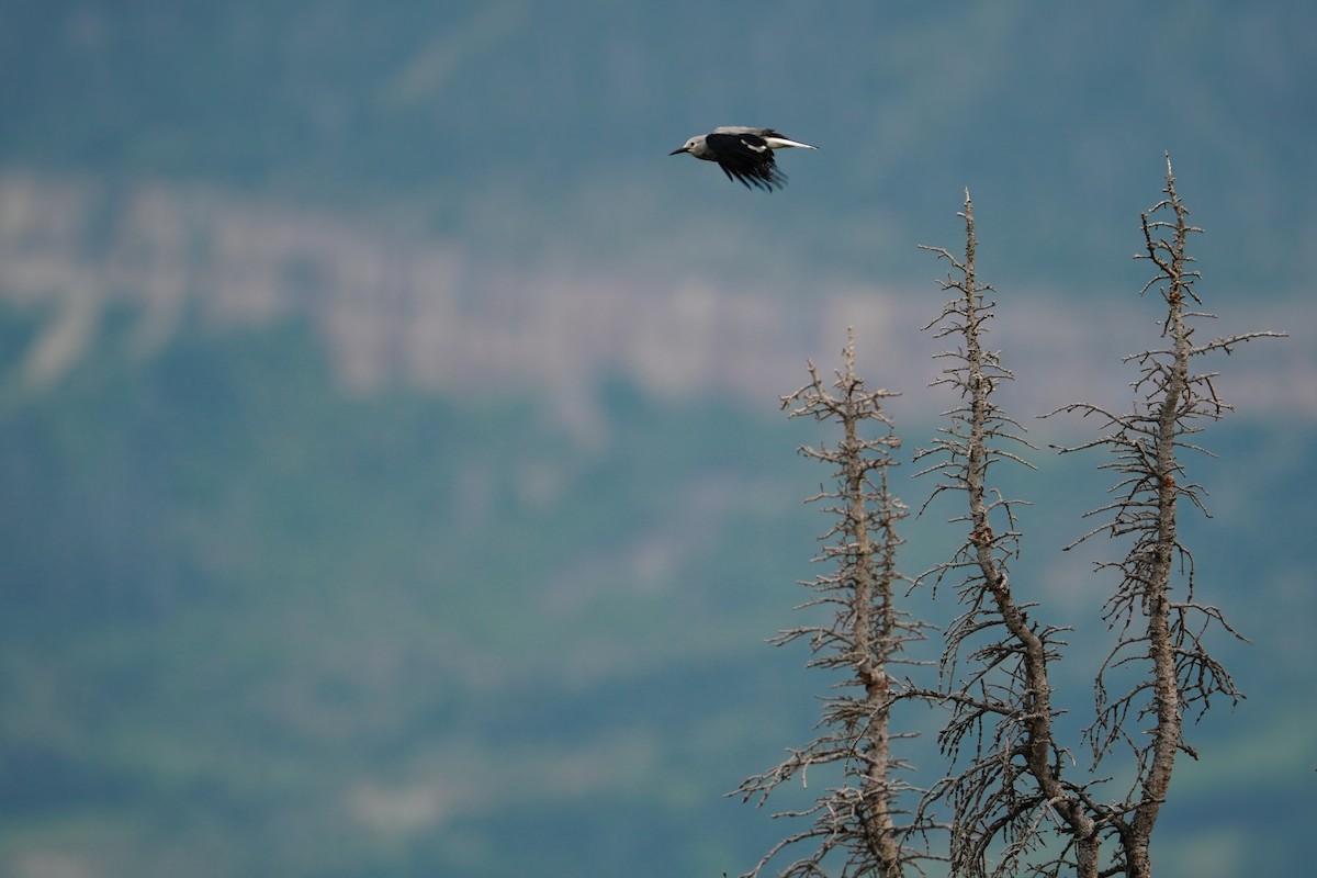 Clark's Nutcracker - ML640345678