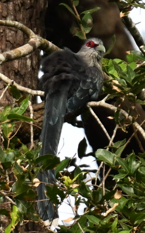 Green-billed Malkoha - ML640345700