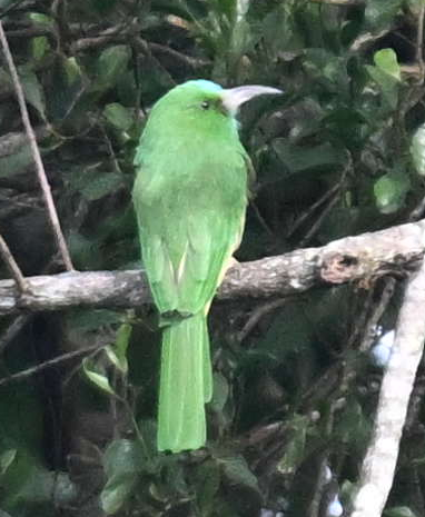 Blue-bearded Bee-eater - ML640345707