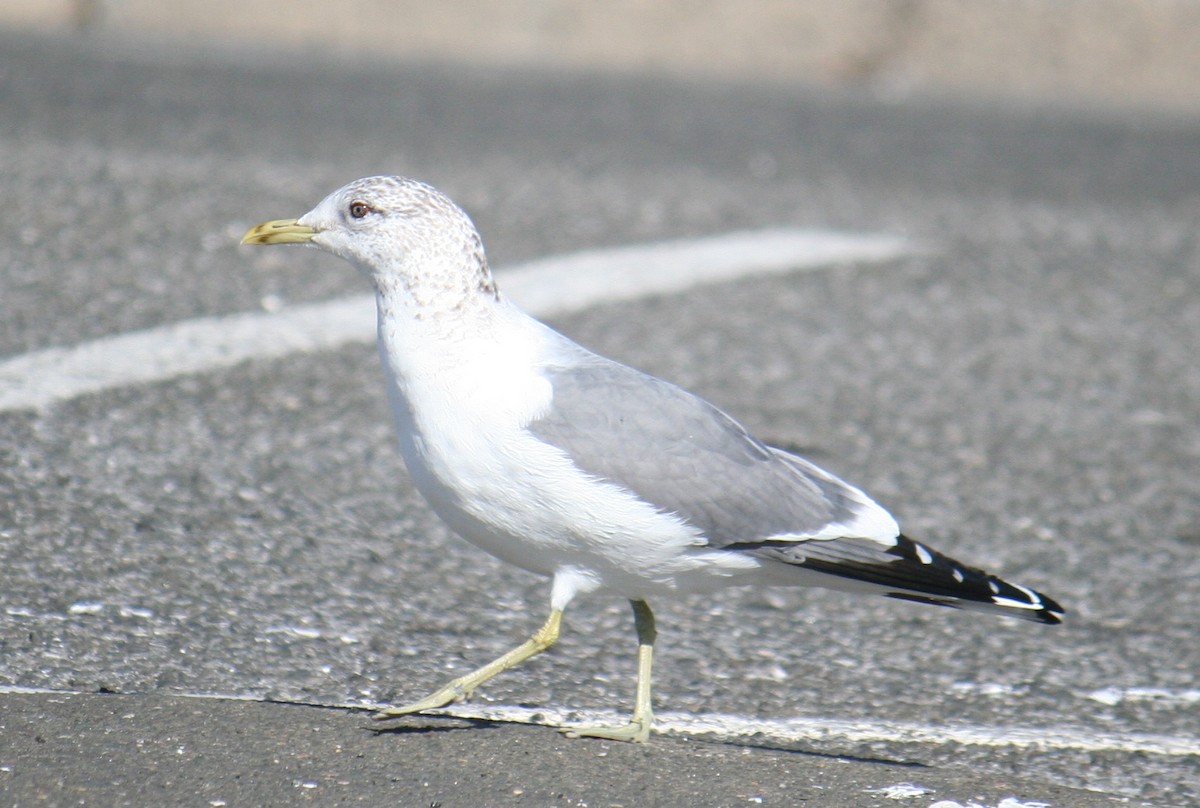 Common Gull (Kamchatka) - ML640345772