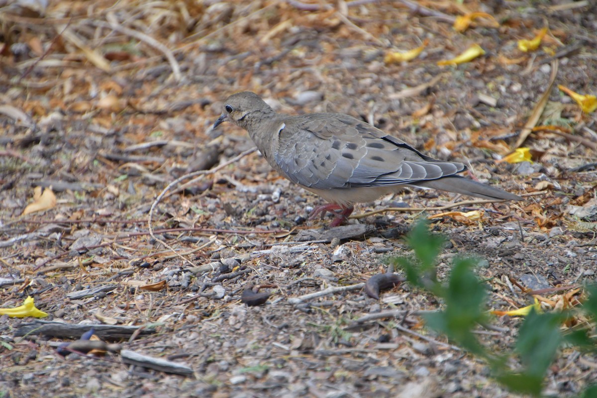 Mourning Dove - ML640345786
