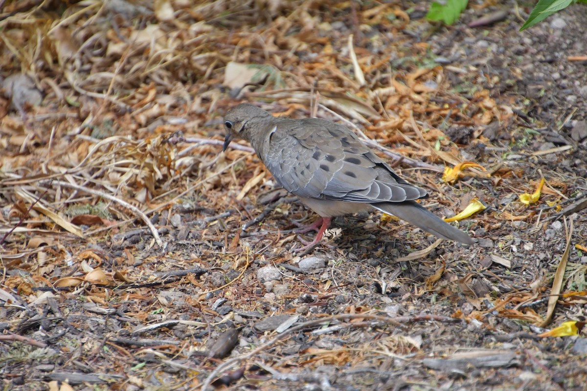 Mourning Dove - ML640345787