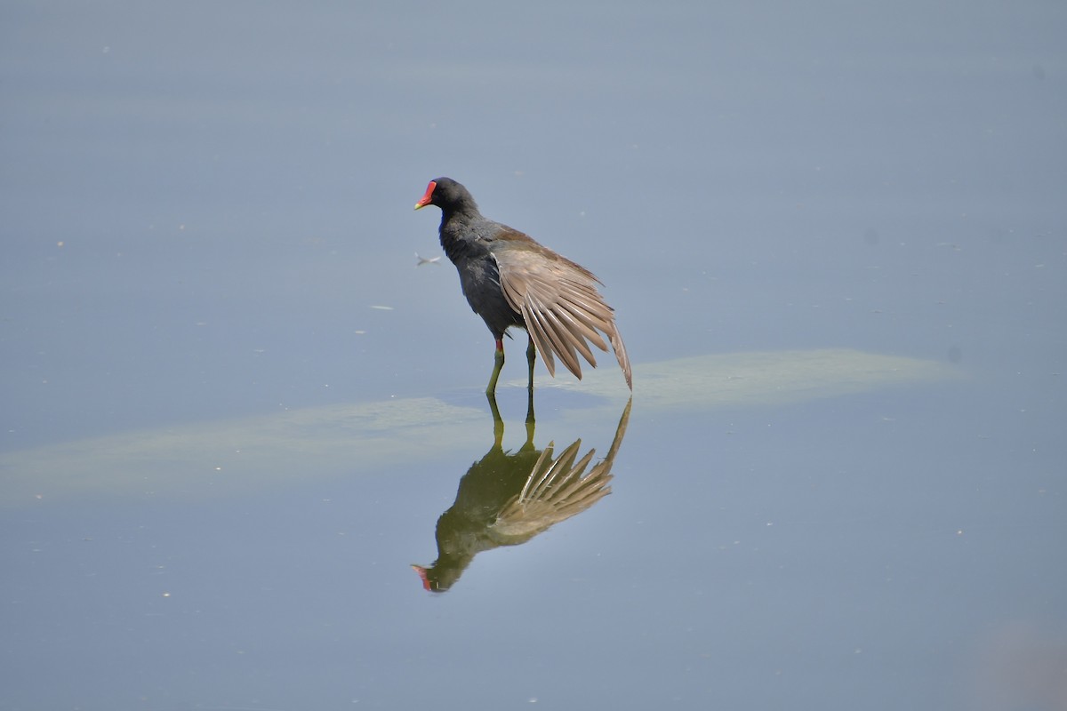 Common Gallinule - ML640345789