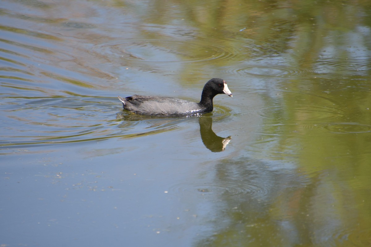 American Coot - ML640345790