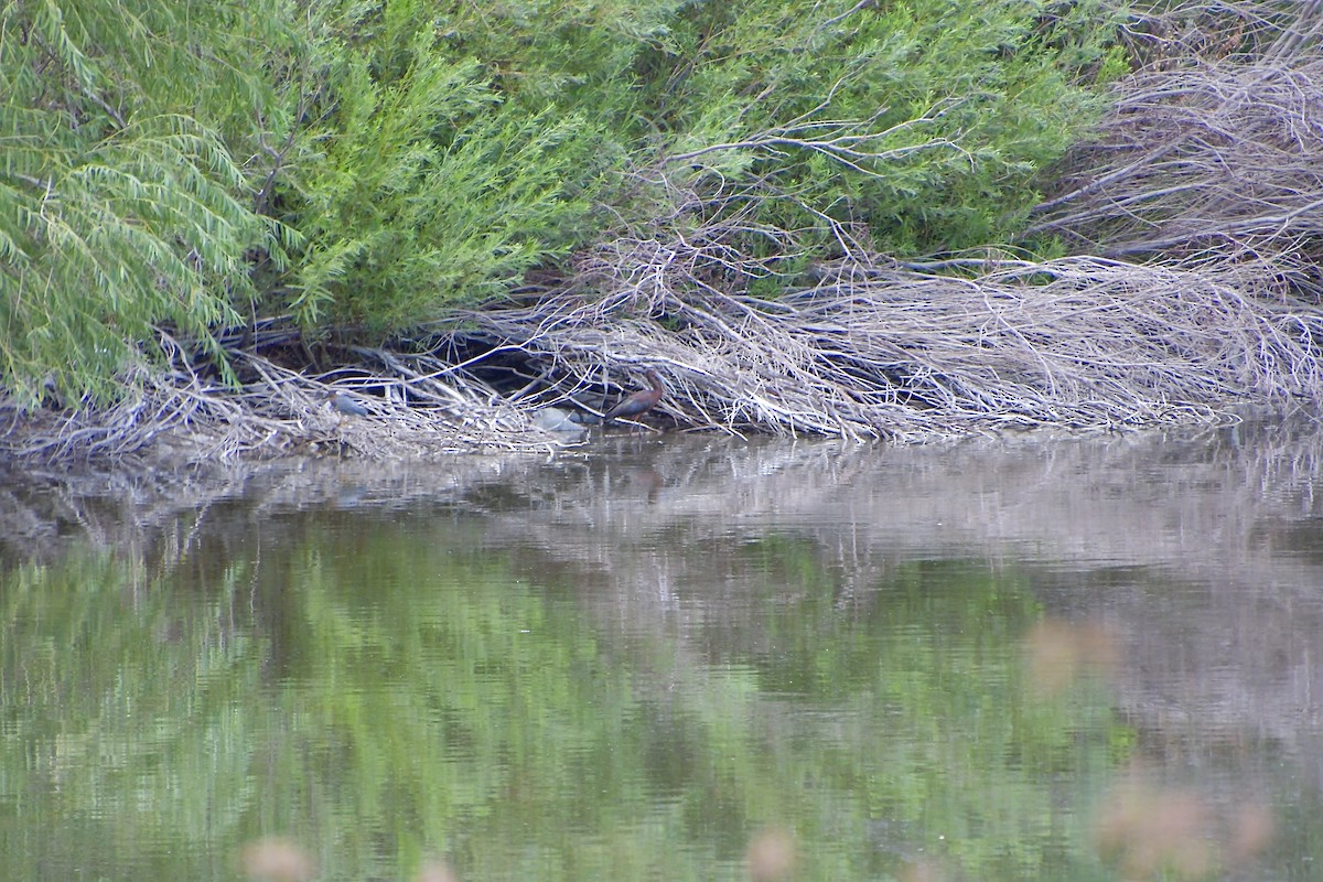 White-faced Ibis - ML640345793