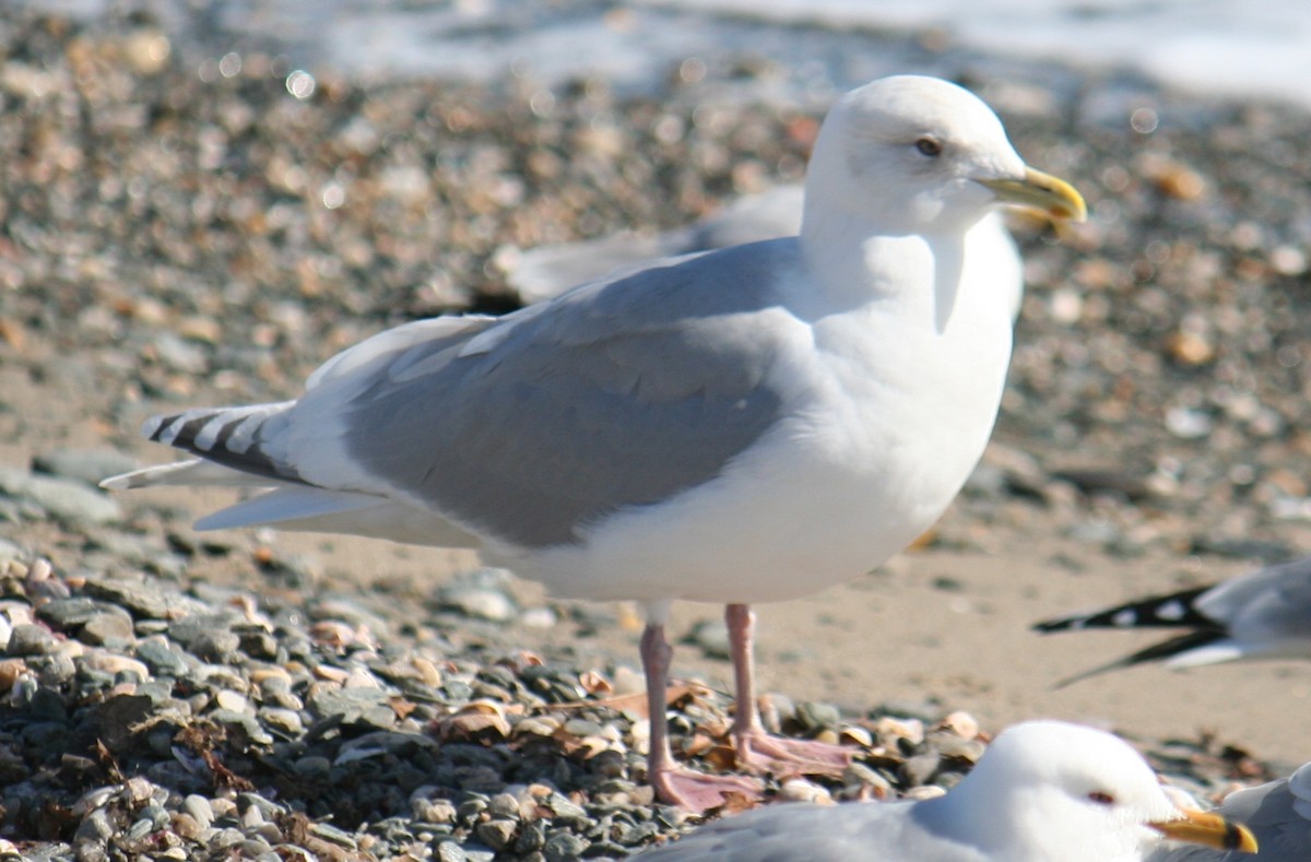 Iceland Gull - ML640345797