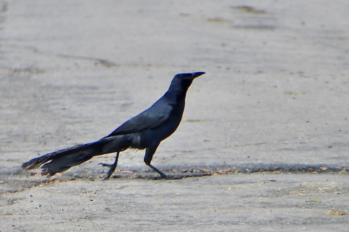 Great-tailed Grackle - ML640345801