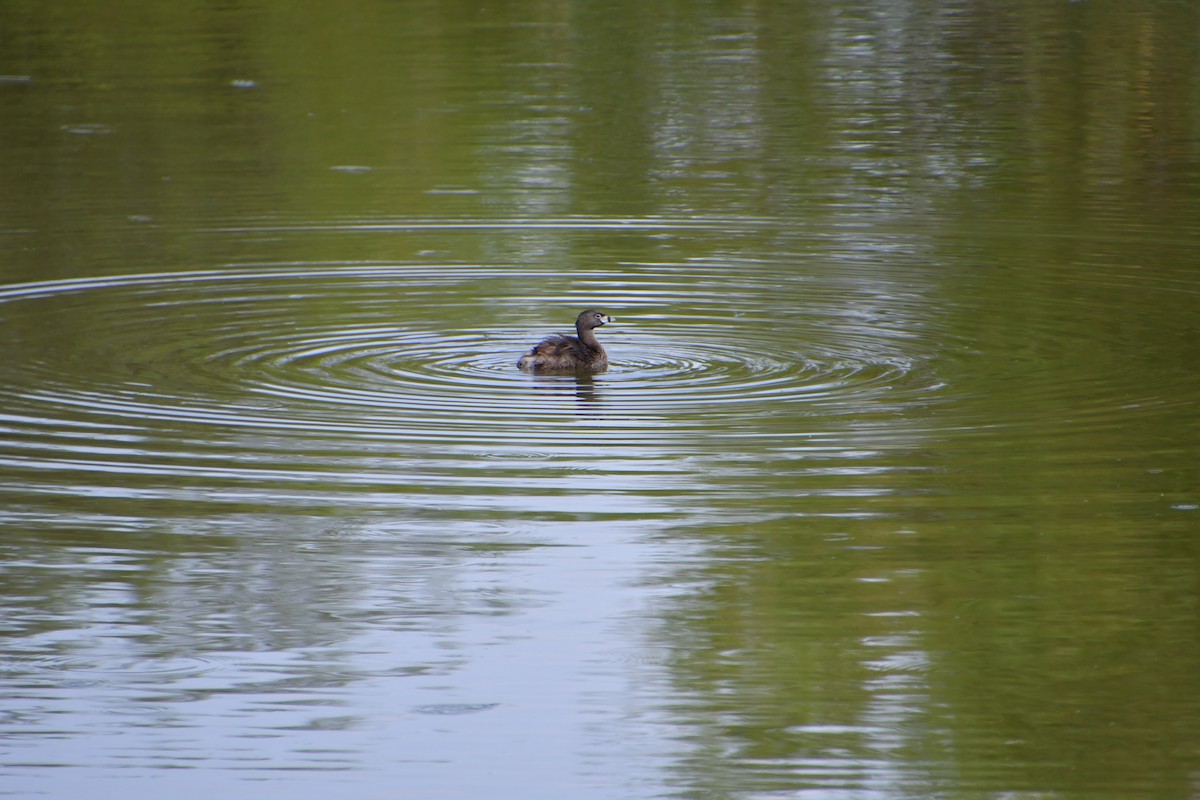 Pied-billed Grebe - ML640345804