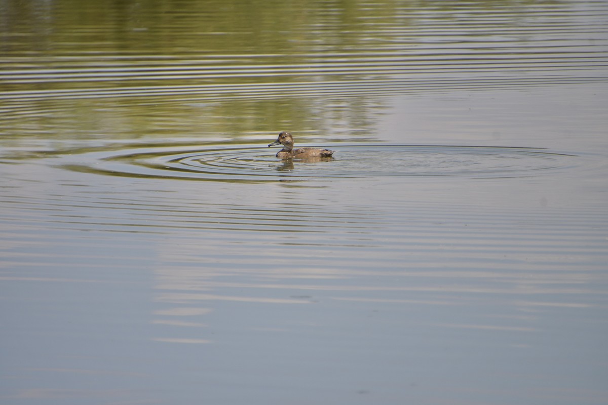 Redhead - ML640345822