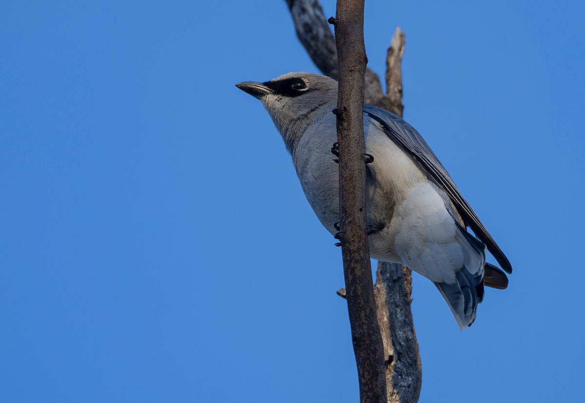 White-bellied Cuckooshrike - ML640345823