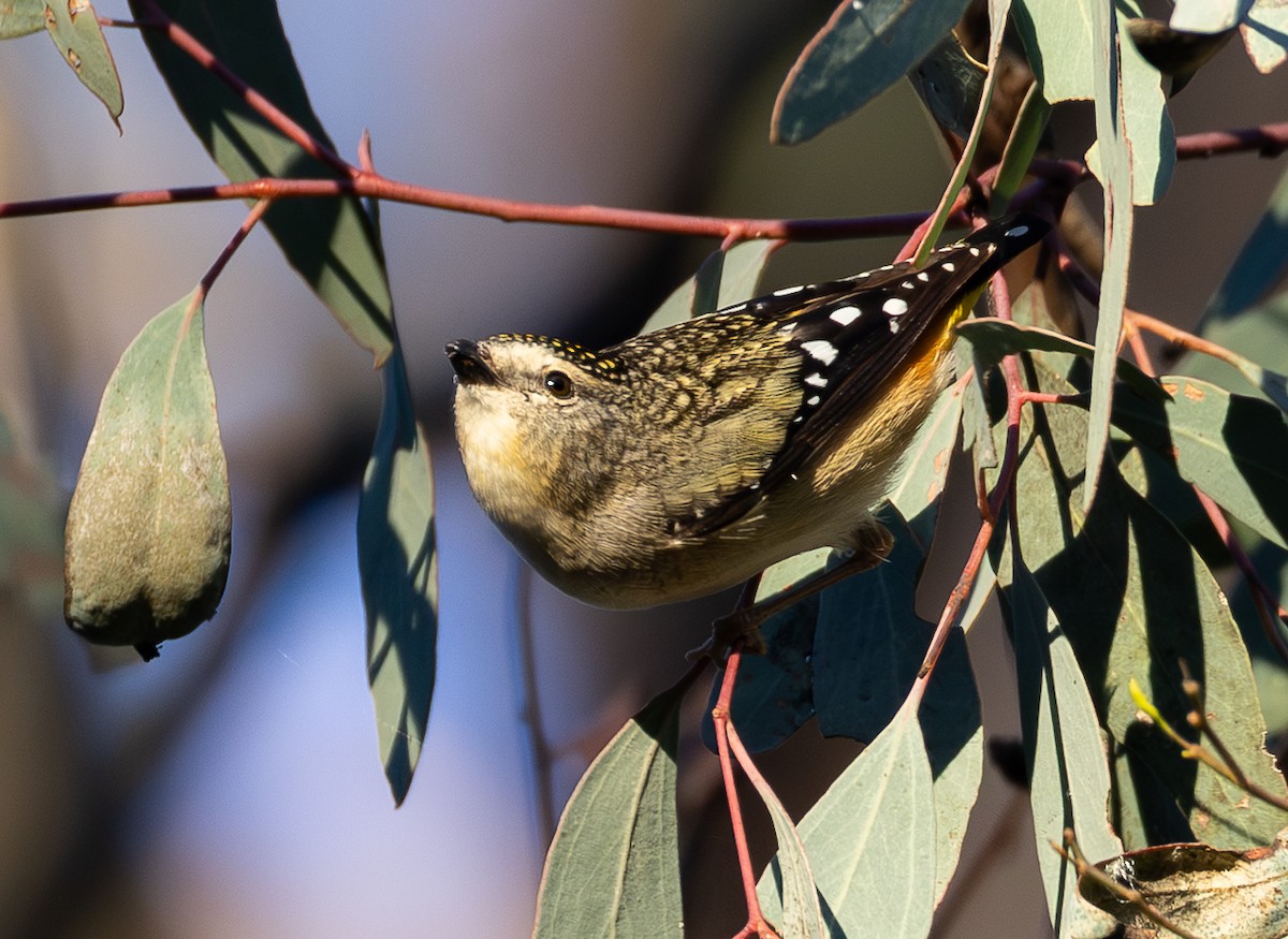 Spotted Pardalote - ML640345825