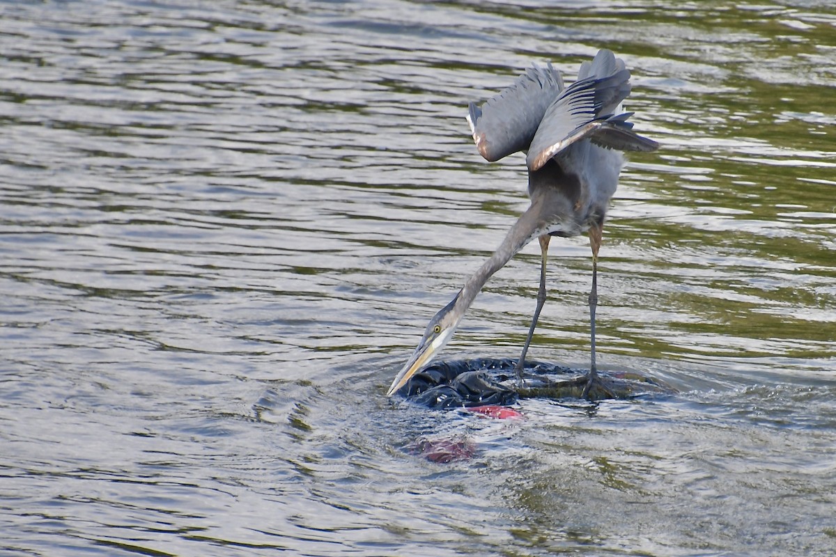 Great Blue Heron - ML640345847