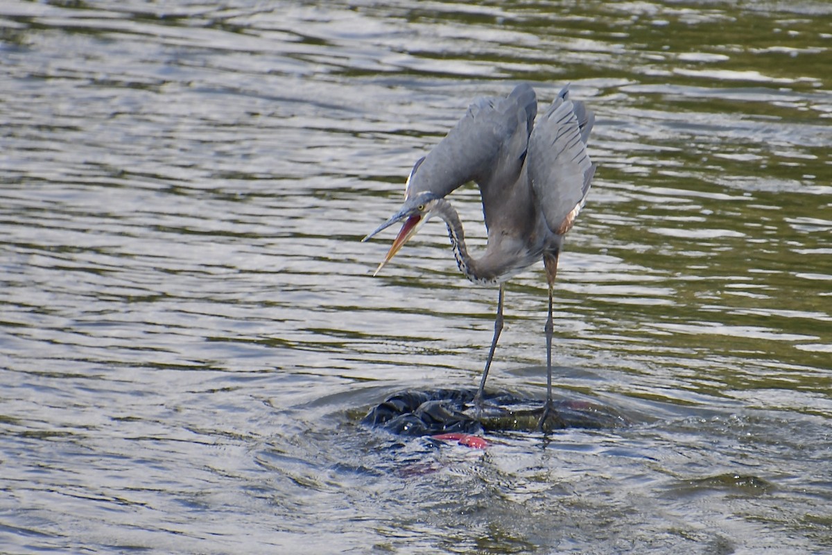 Great Blue Heron - ML640345848