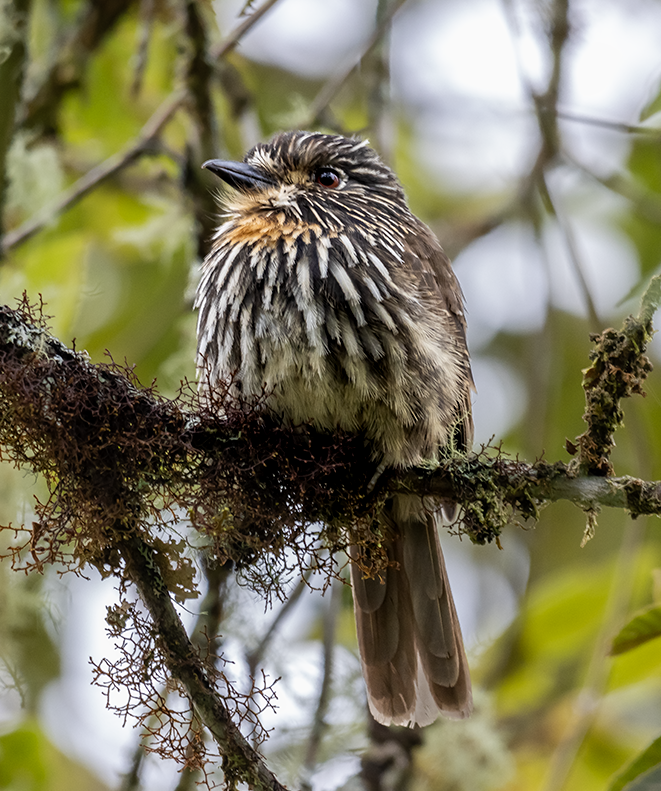 lenivka andská - ML640345881