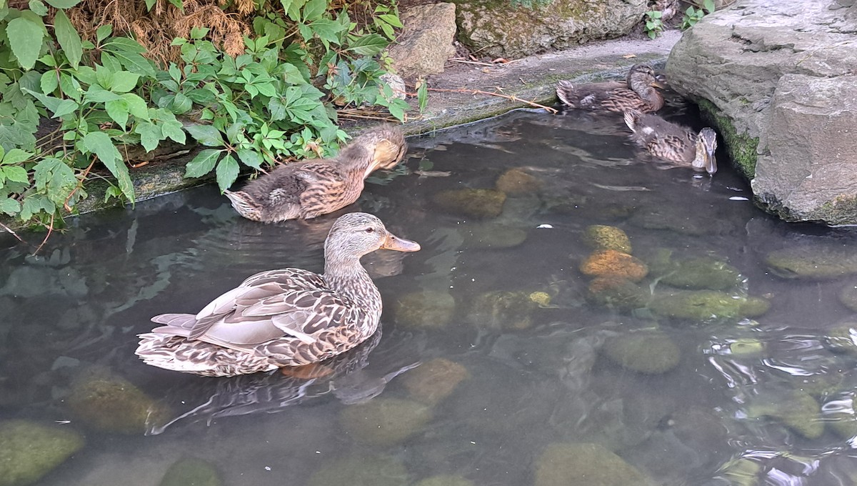 Mallard - ML640345910