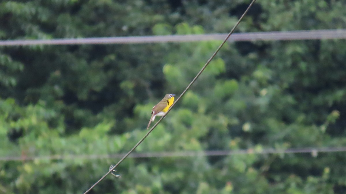 Yellow-breasted Chat - ML640345947